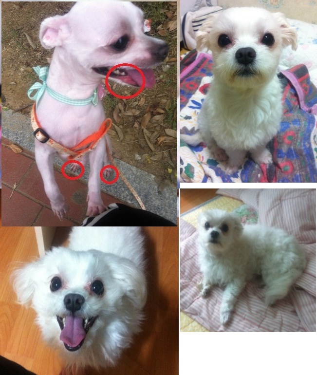 소답동 말티즈4살 수컷찾아요(사례금:30만원!)