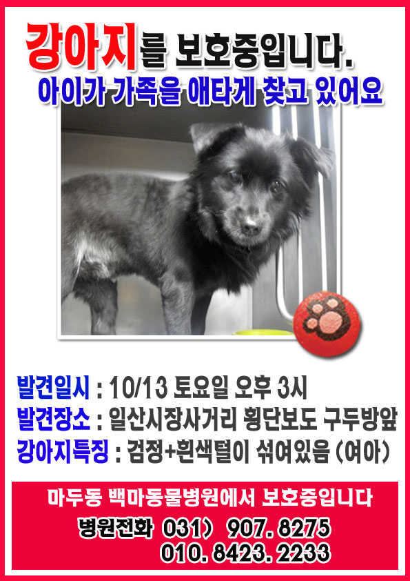 경기도 고양시 일산시장앞에서 검정색강아지(흰색섞임)주인을찾습니다!!