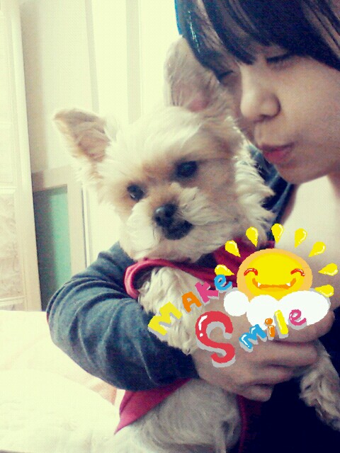 부산 요크셔 암컷 찾습니다 사례금드립니다!!제발좀 제보바랍니다