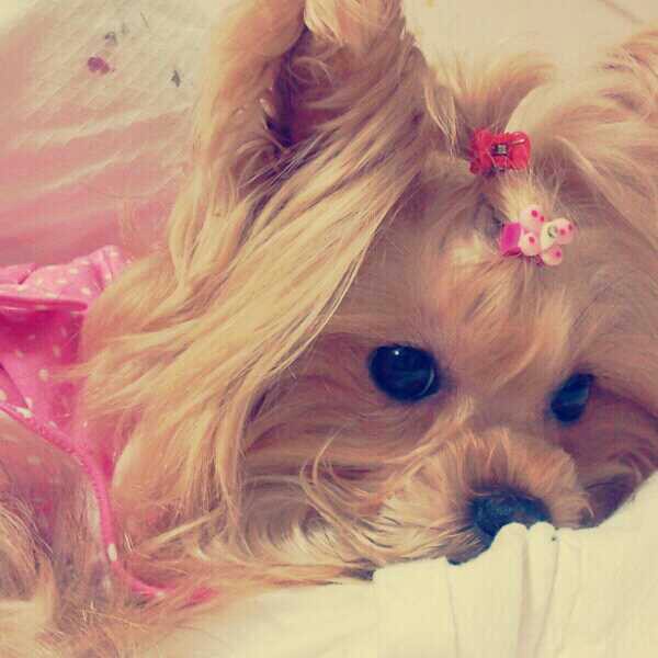 부산 요크셔 암컷 찾습니다 사례금드립니다!!제발좀 제보바랍니다