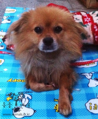 [D12-63관외]광화문 정부청사 차도를 배회하던 시월이