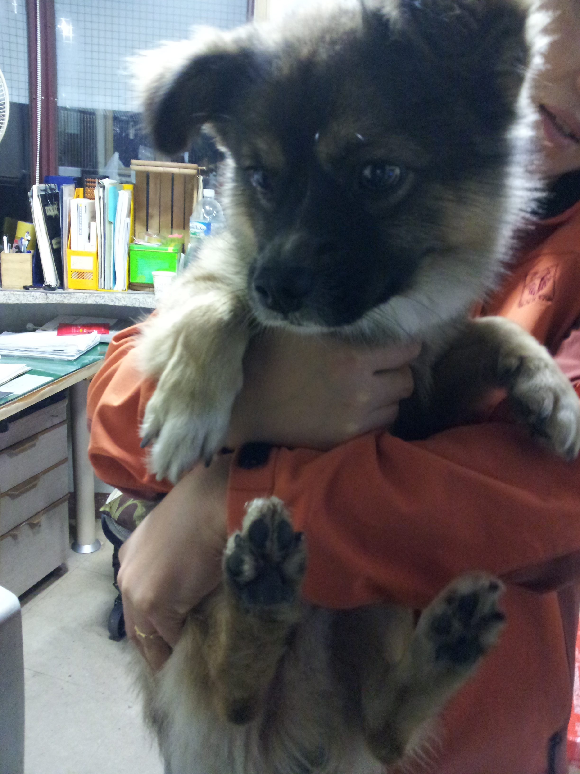 대구 침산동 코오롱하늘채 부근 배회하던 개 보호중 