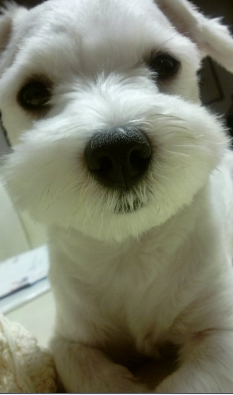 경기도 시흥시 정왕동 말티즈 찾아요