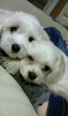 경기도 시흥시 정왕동 말티즈 찾아요