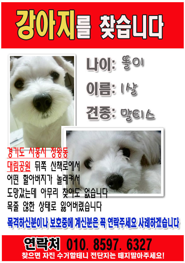 경기도 시흥시 정왕동 말티즈 찾아요