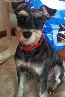 슈나우저 찾습니다!