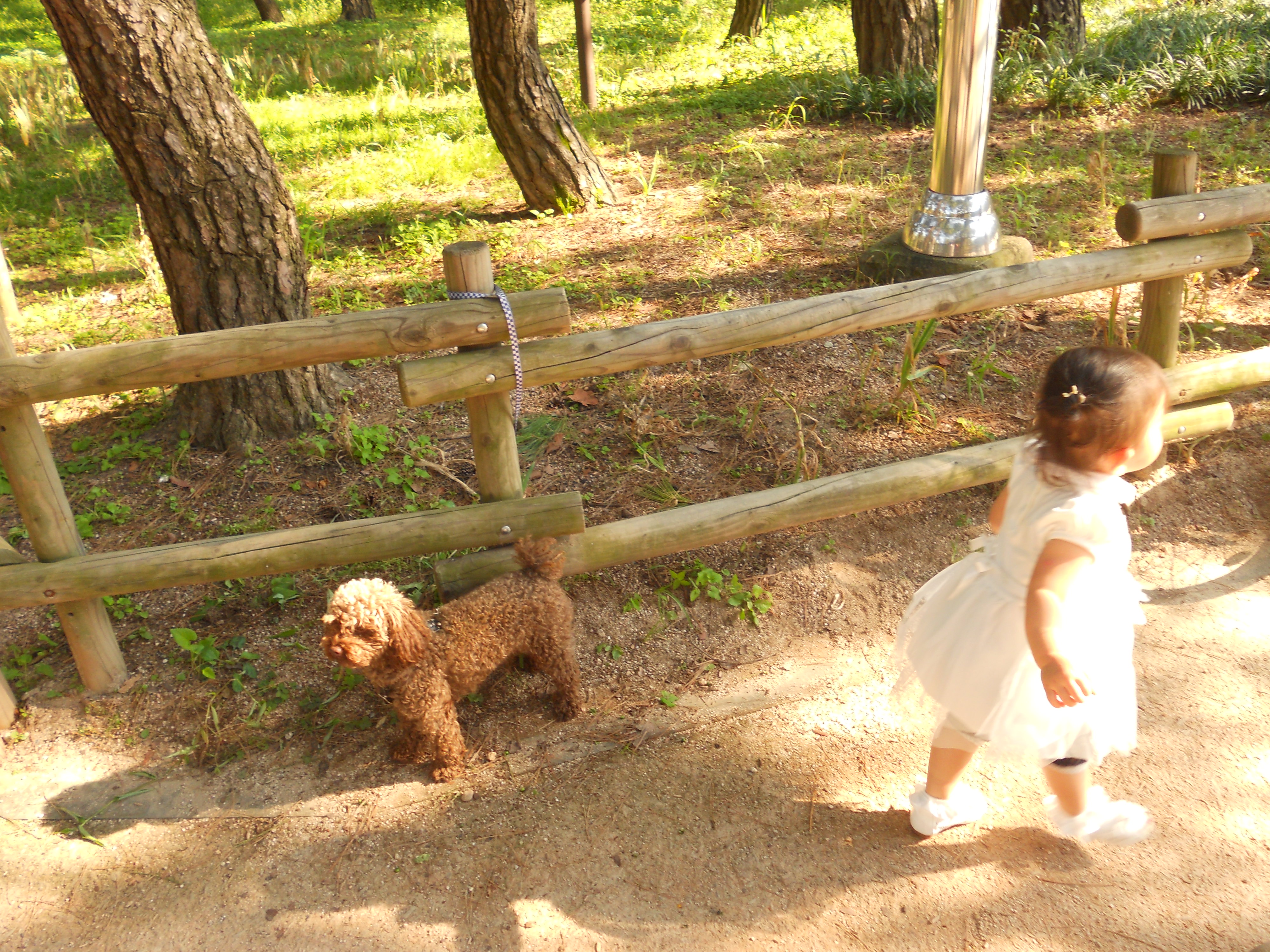 푸댕이를 찾습니다