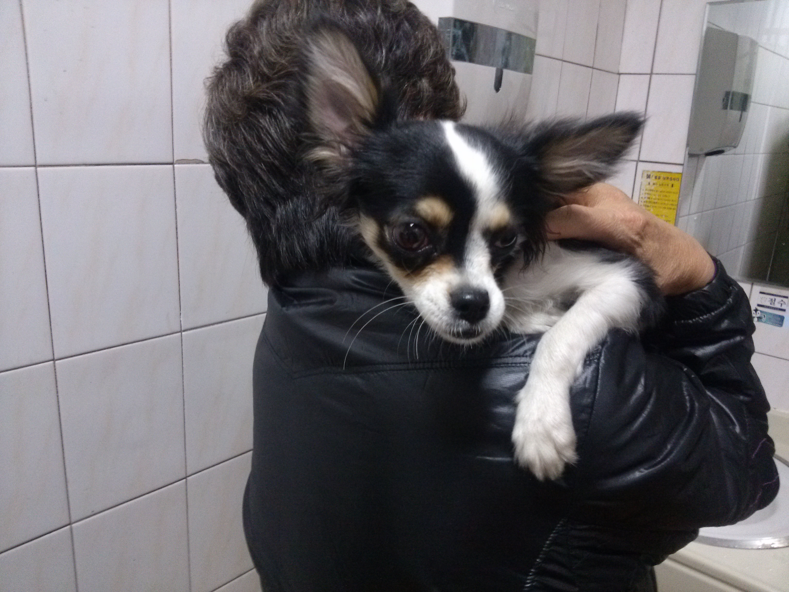 구월1동에서 길잃은 강아지 보호중입니다