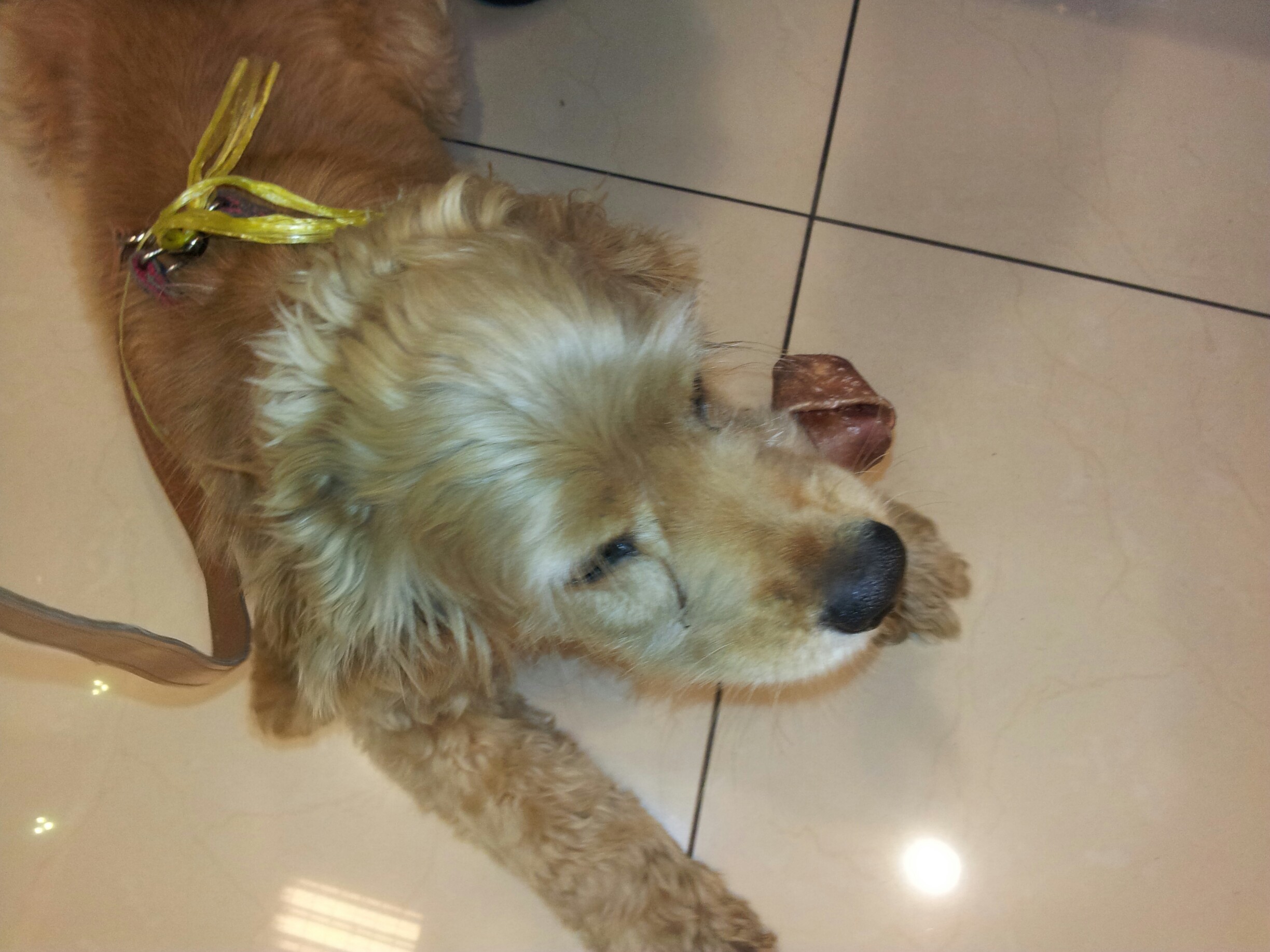 [서울시 은평구 신사2동] 어린 코카 스패니얼 보호중이예요!