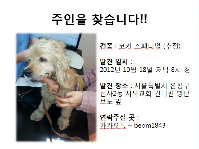 [서울시 은평구 신사2동] 어린 코카 스패니얼 보호중이예요!