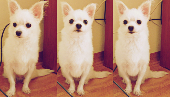 두부를 찾습니다!!!