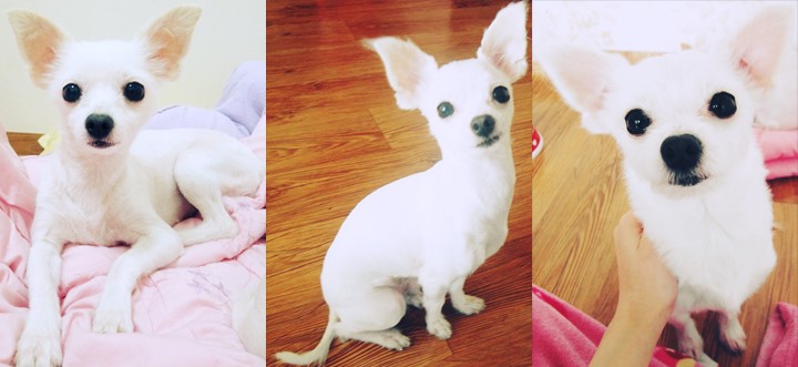 두부를 찾습니다!!!