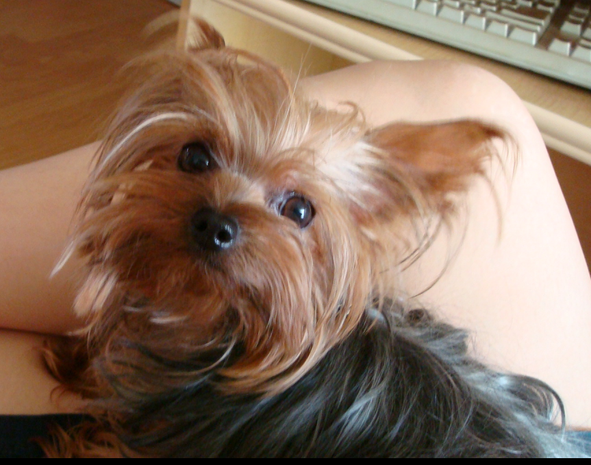 10/21 사노동 구리시립묘지주차장 요크셔분실