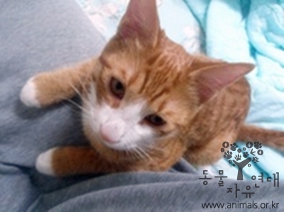 [D12-64관외]집주변에서 울고있던 골드