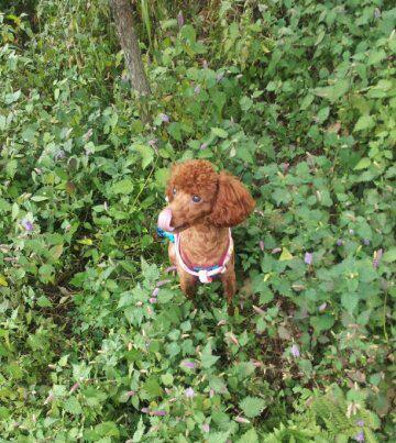 초코색 푸들 1살 수컷 강아지 찾습니다 ㅠㅠ 