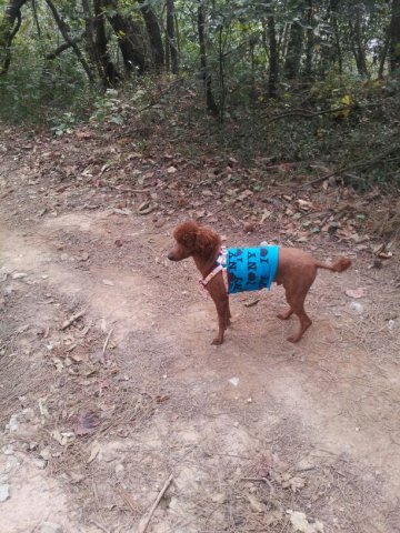 초코색 푸들 1살 수컷 강아지 찾습니다 ㅠㅠ 