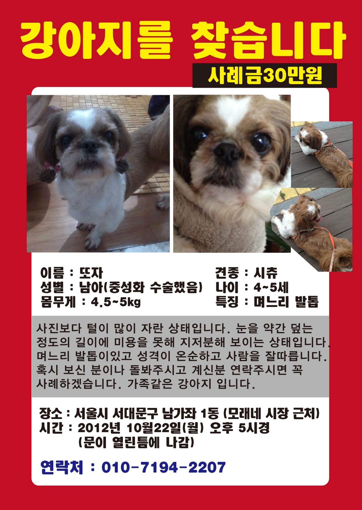 [서대문구 남가좌 1동 모래네 시장] 잃어버린 시츄를 찾아요