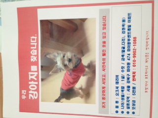 강북구 미아동 뿡어빵 파는곳에서 빨간옷 입은 요키 데려가신분