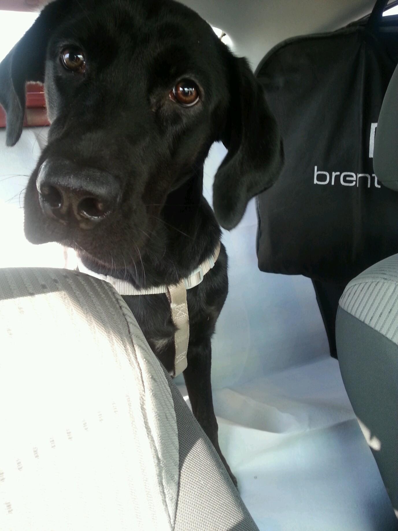 래브라도 리트리버 반달이를 찾습니다.