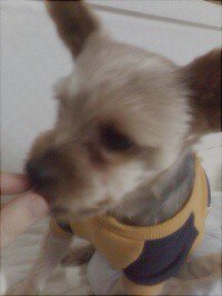 요크셔테리어 10살짜리 수컷 똘똘이를 찾습니다.