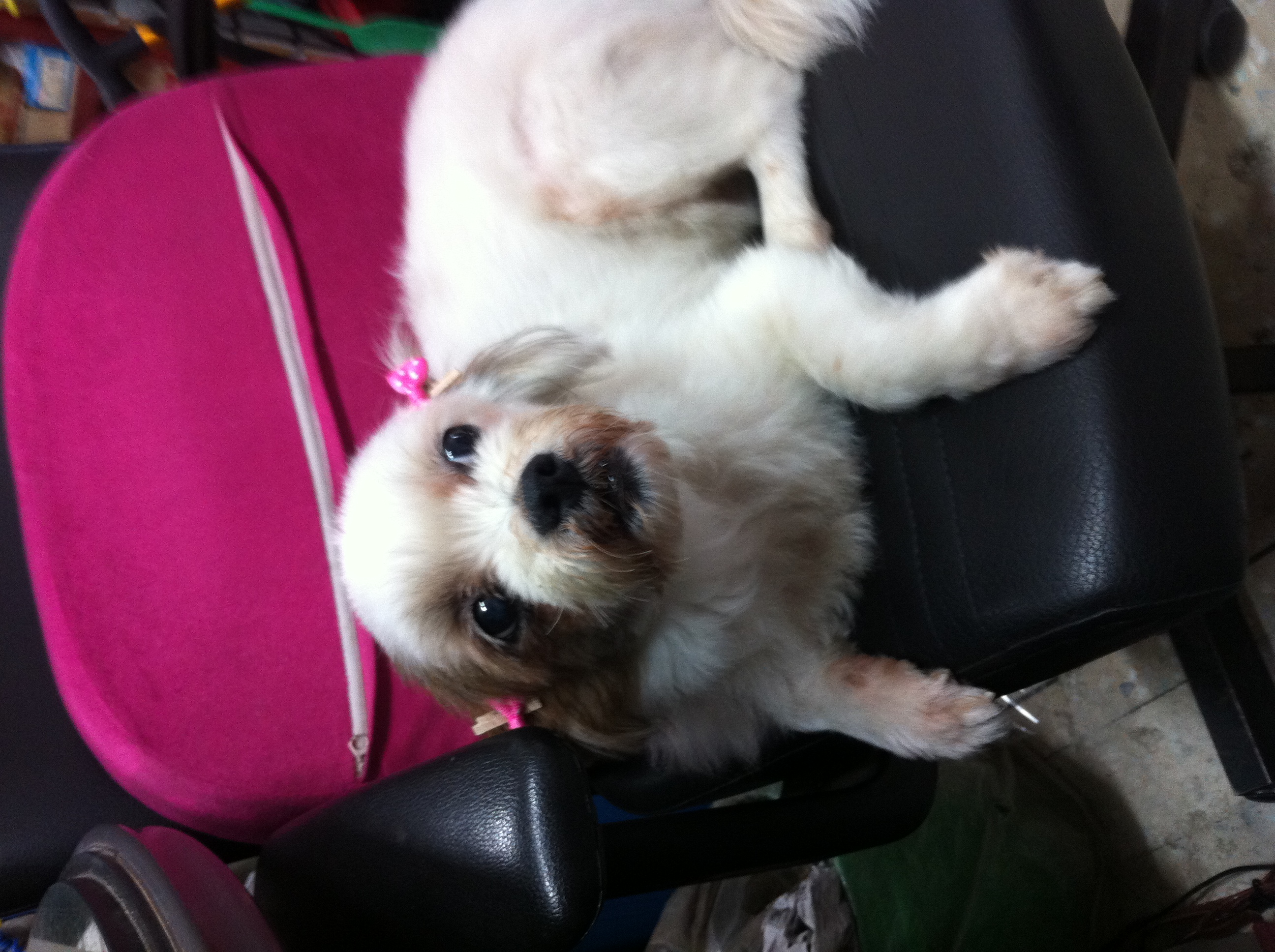 가족같은 반려견 절실히 찾습니다 ㅜ.ㅜ