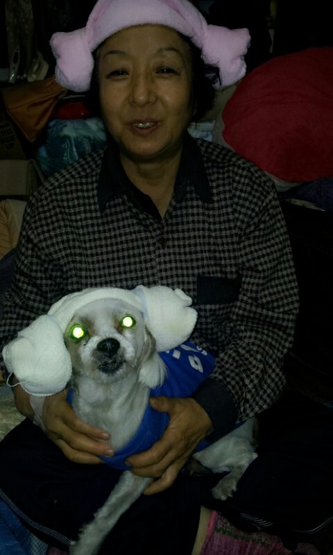 가족같은 반려견 절실히 찾습니다 ㅜ.ㅜ