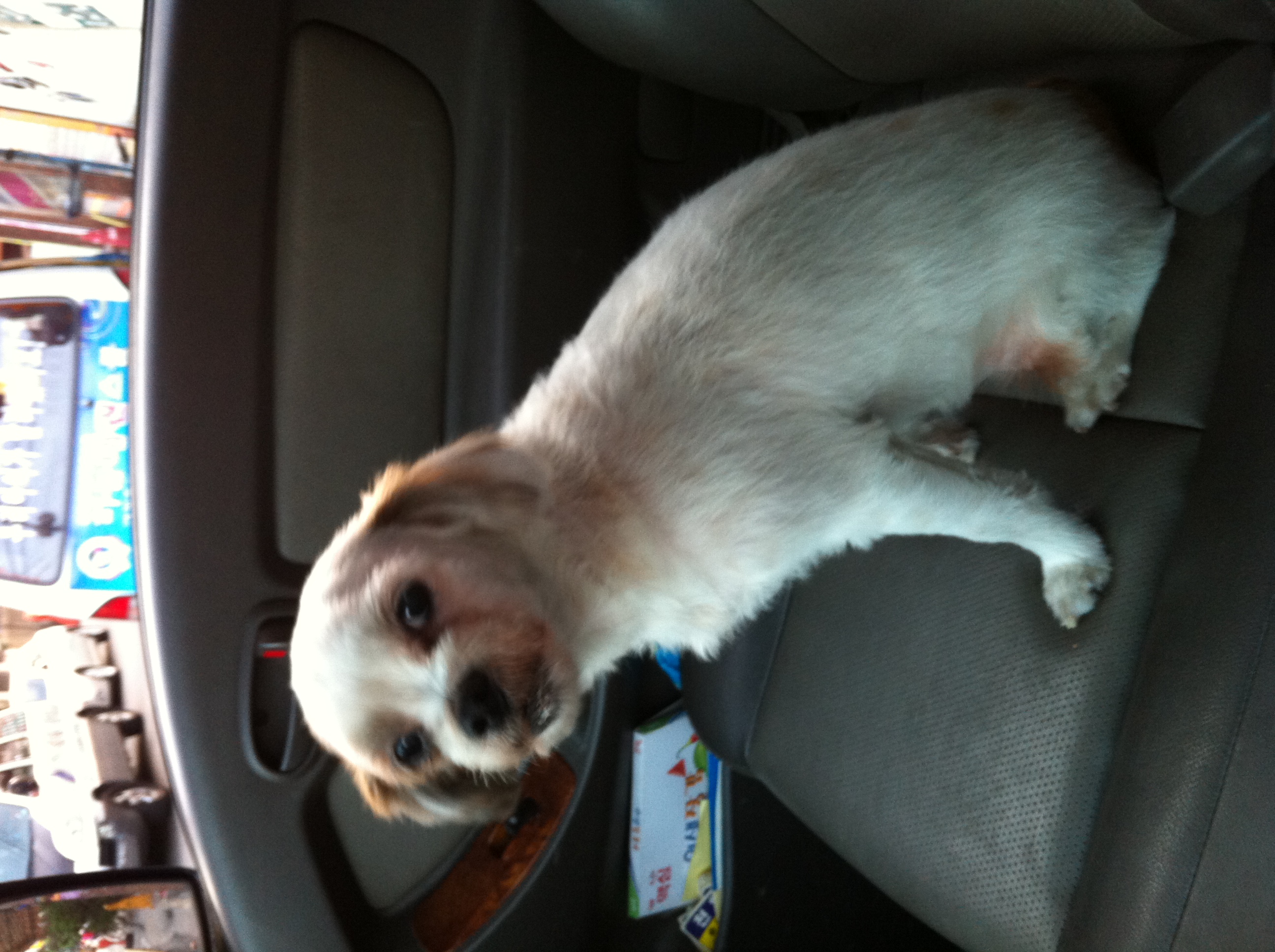 가족같은 반려견 절실히 찾습니다 ㅜ.ㅜ