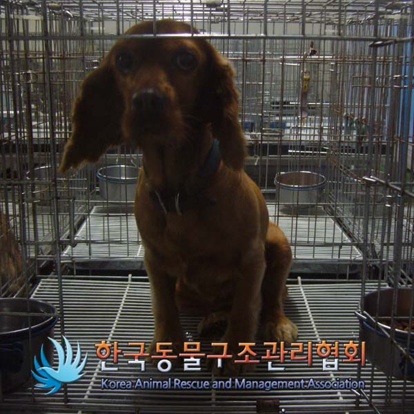 사랑이(코카스파니엘 암컷)