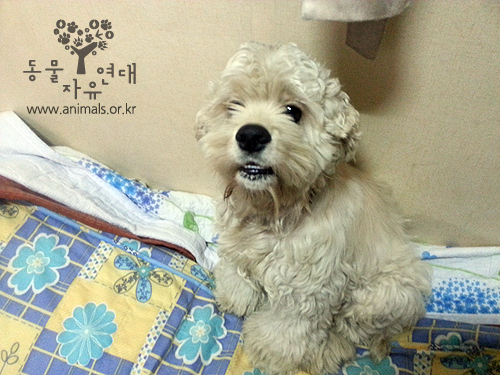 [D12-067관외] 길거리를 배회하고 있던 보리