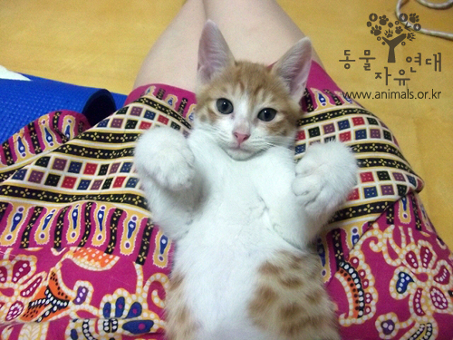 [D12-69관외]구덩이에 빠져 목이쉬도록 엄마를 찾던 치즈