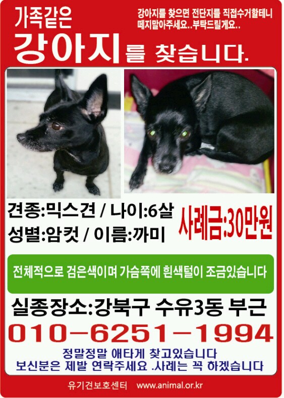 까만강아지를찾슺니다