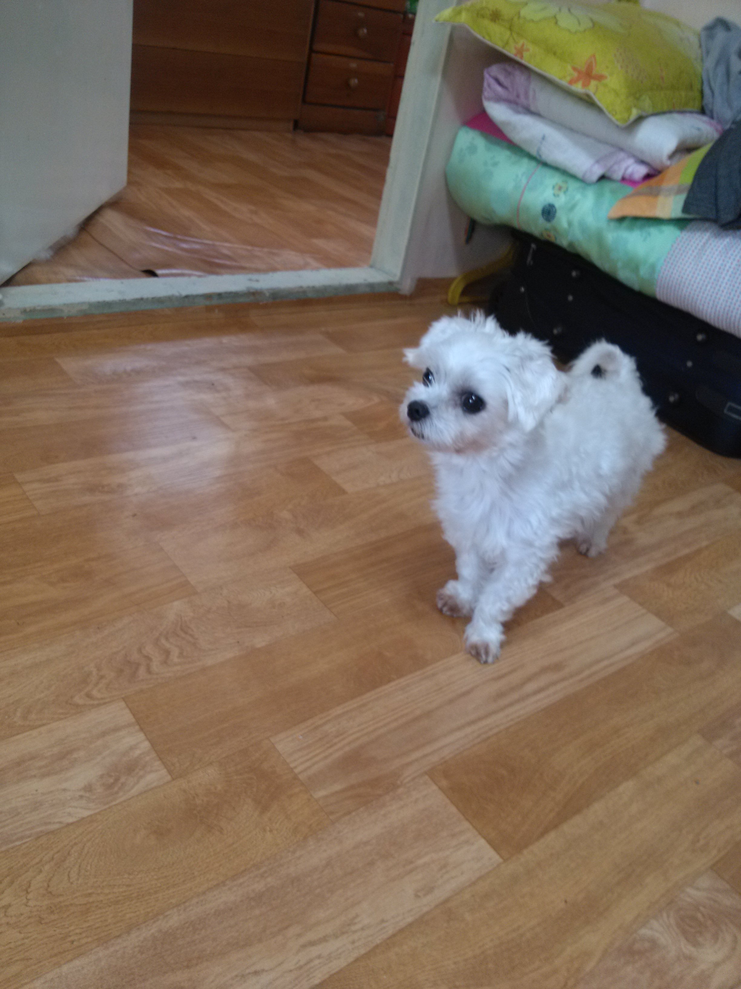 말티즈 수컷 구름이를 찾아요 ㅠㅠ