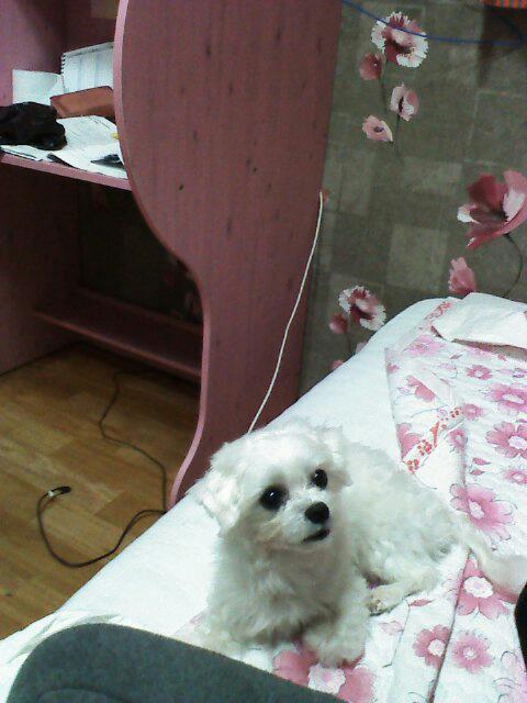 말티즈 수컷 구름이를 찾아요 ㅠㅠ