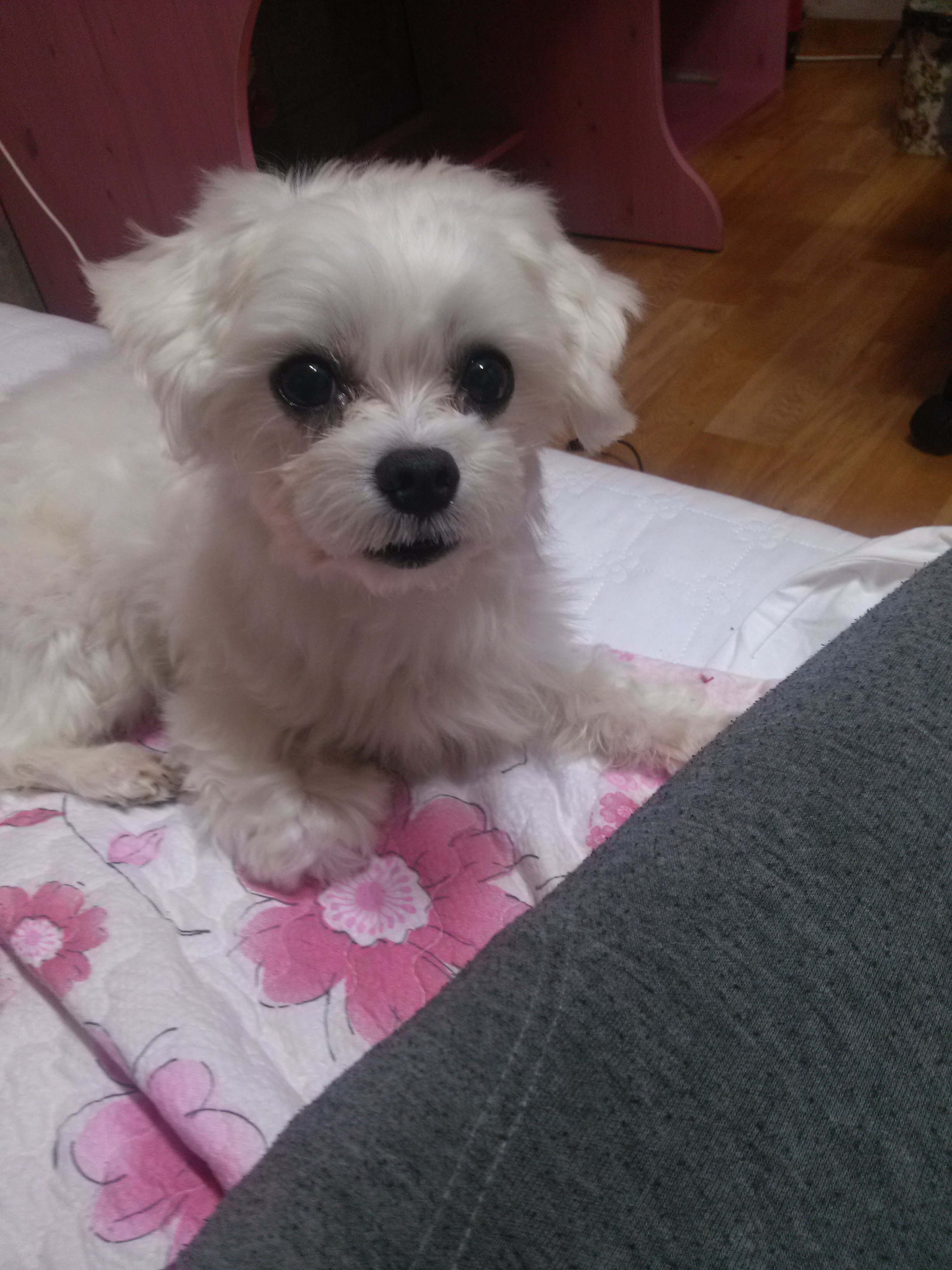 말티즈 수컷 구름이를 찾아요 ㅠㅠ