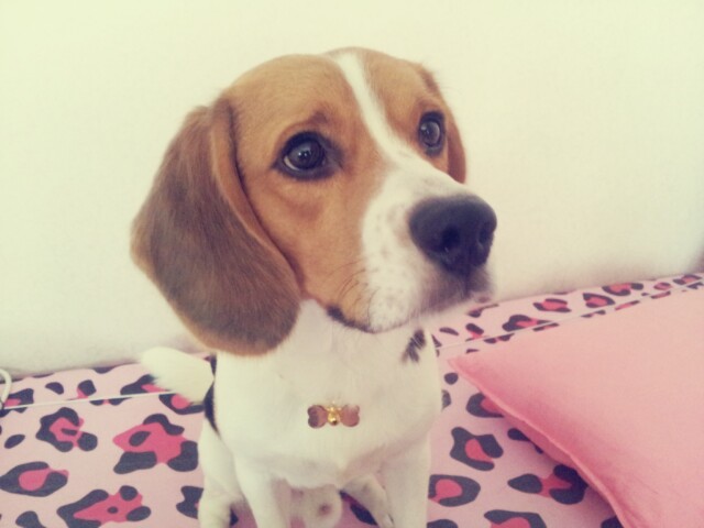 비글 개를 찾습니다.