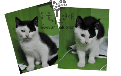 [D12-071관외]거리에서 홀로 울고 있던 솔이