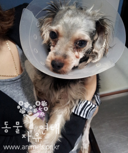 [D12-71관외]다리가 부러진채 길에 방치되어있던 산이