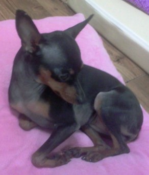 미니핀 여아 둘 2살 금이 은이를 찾습니다.(목포)