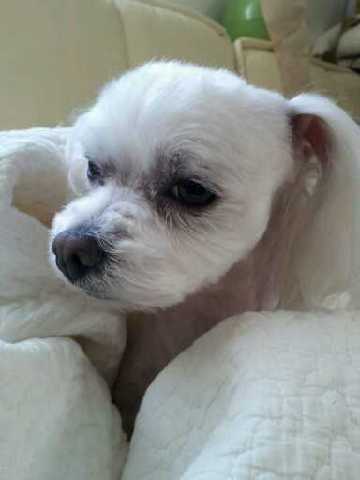 서울 홍은동,남가좌동) 말티즈 수컷 5세 / 보상금有