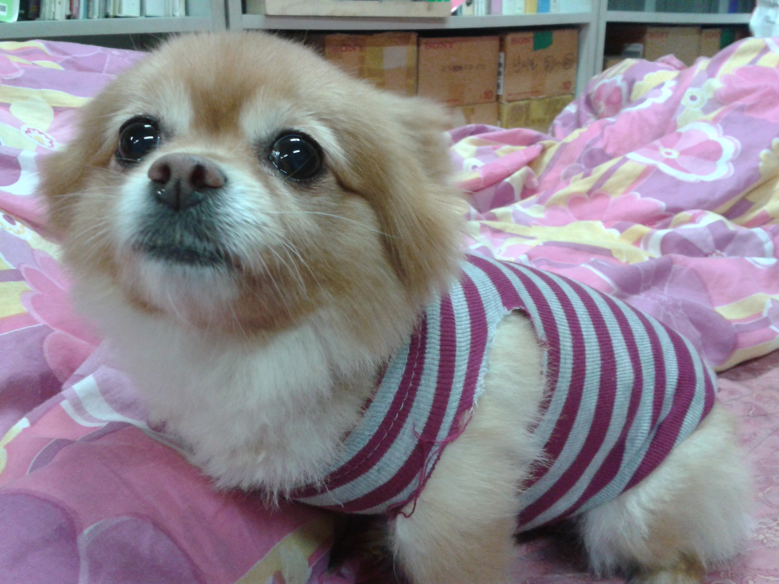 은평구 신사2동에서 포메라이언 잡종 강아지를 보호하고 있습니다. 