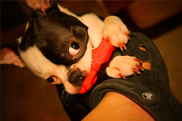 대구 달서구 호산동 보스턴테리어 찾습니다.