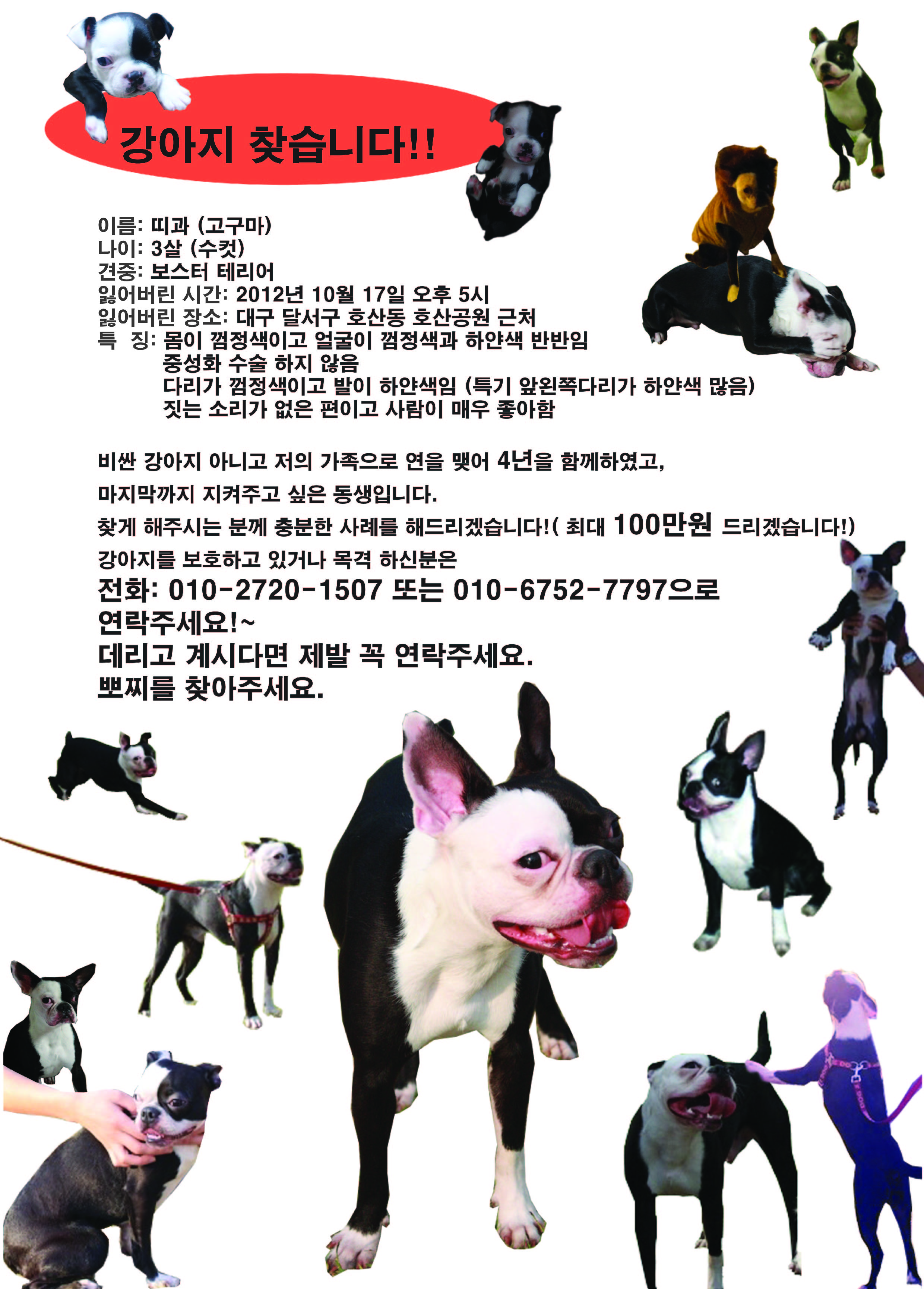 대구 달서구 호산동 보스턴테리어 찾습니다.