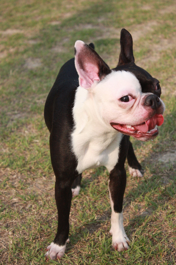대구 달서구 호산동 보스턴테리어 찾습니다.