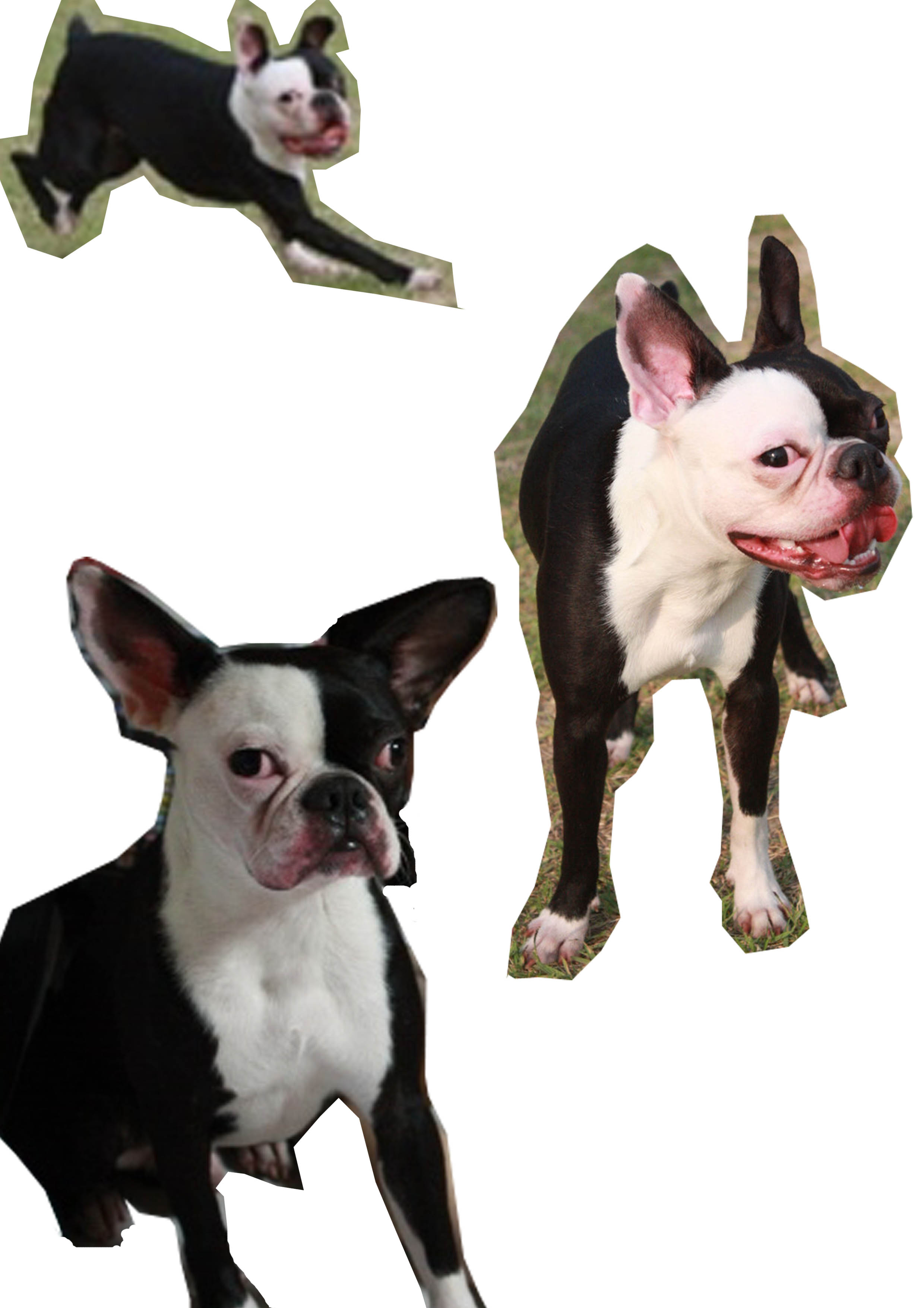 대구 달서구 호산동 보스턴테리어 찾습니다.