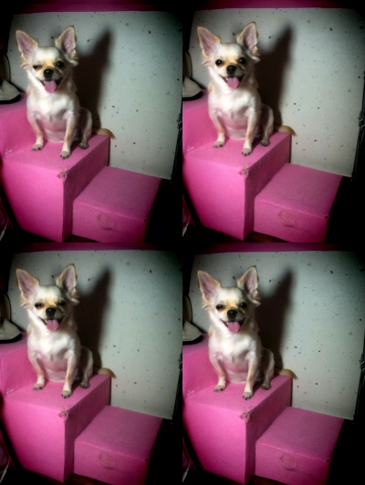 성북구 길음동 길음역7번출구쪽 코코를 찾습니다..