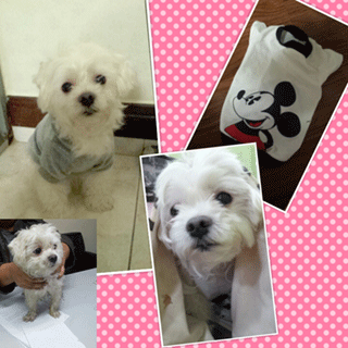 말티즈 유기견을 보호하고 있어요