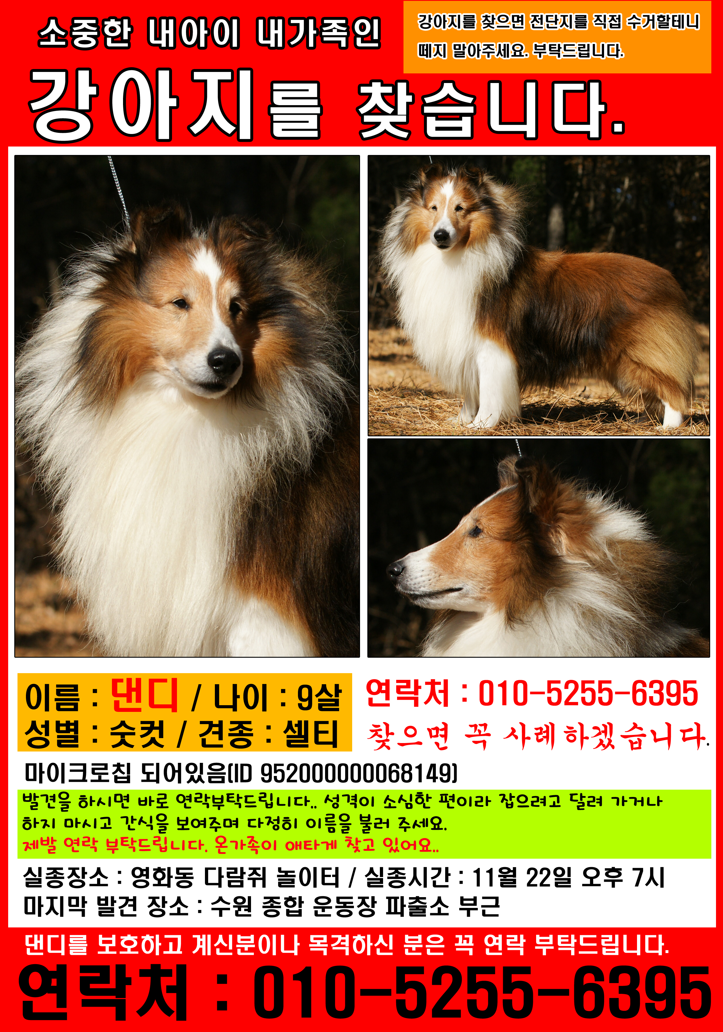 [수원] 만석공원, 정자동 부근에서 9살 댄디(셀티)를 찾습니다. 