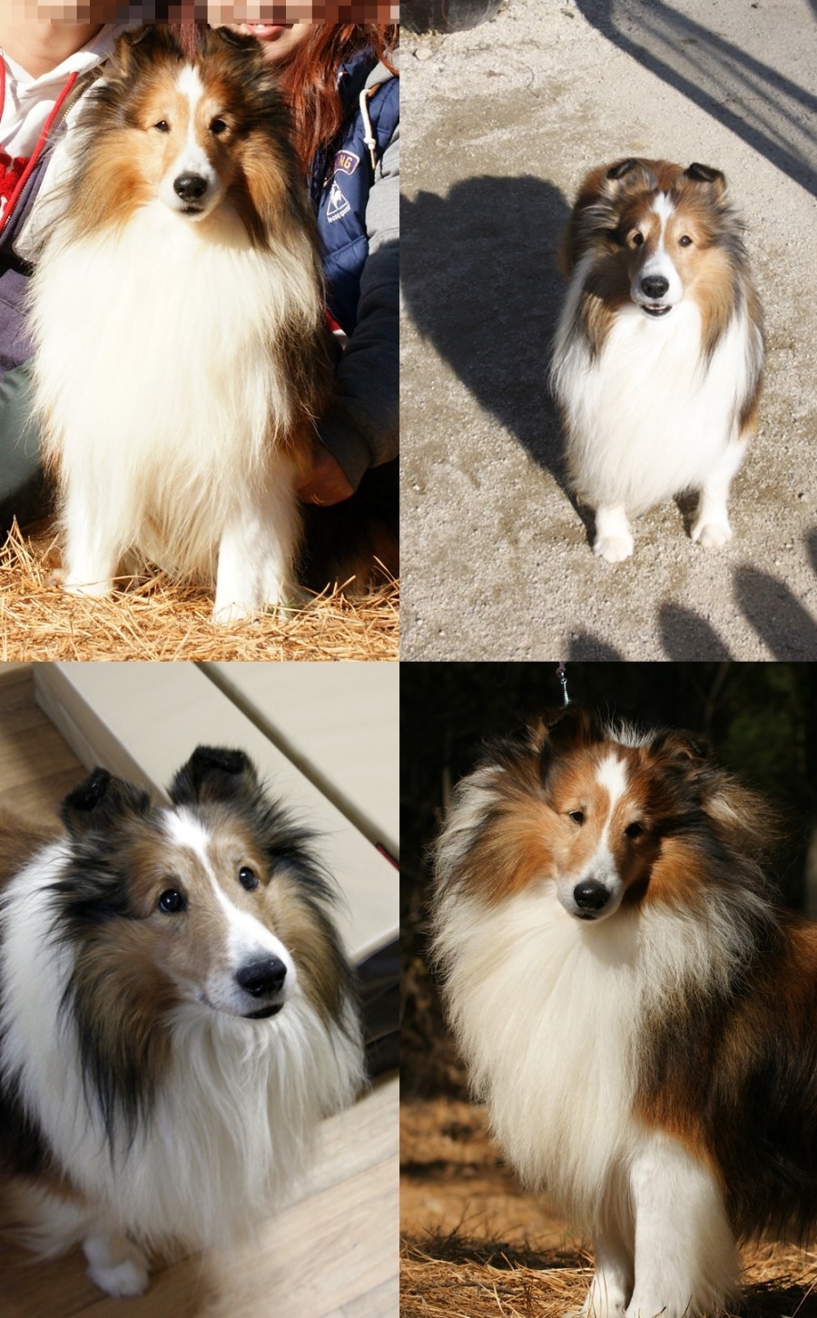 [수원] 만석공원, 정자동 부근에서 9살 댄디(셀티)를 찾습니다. 