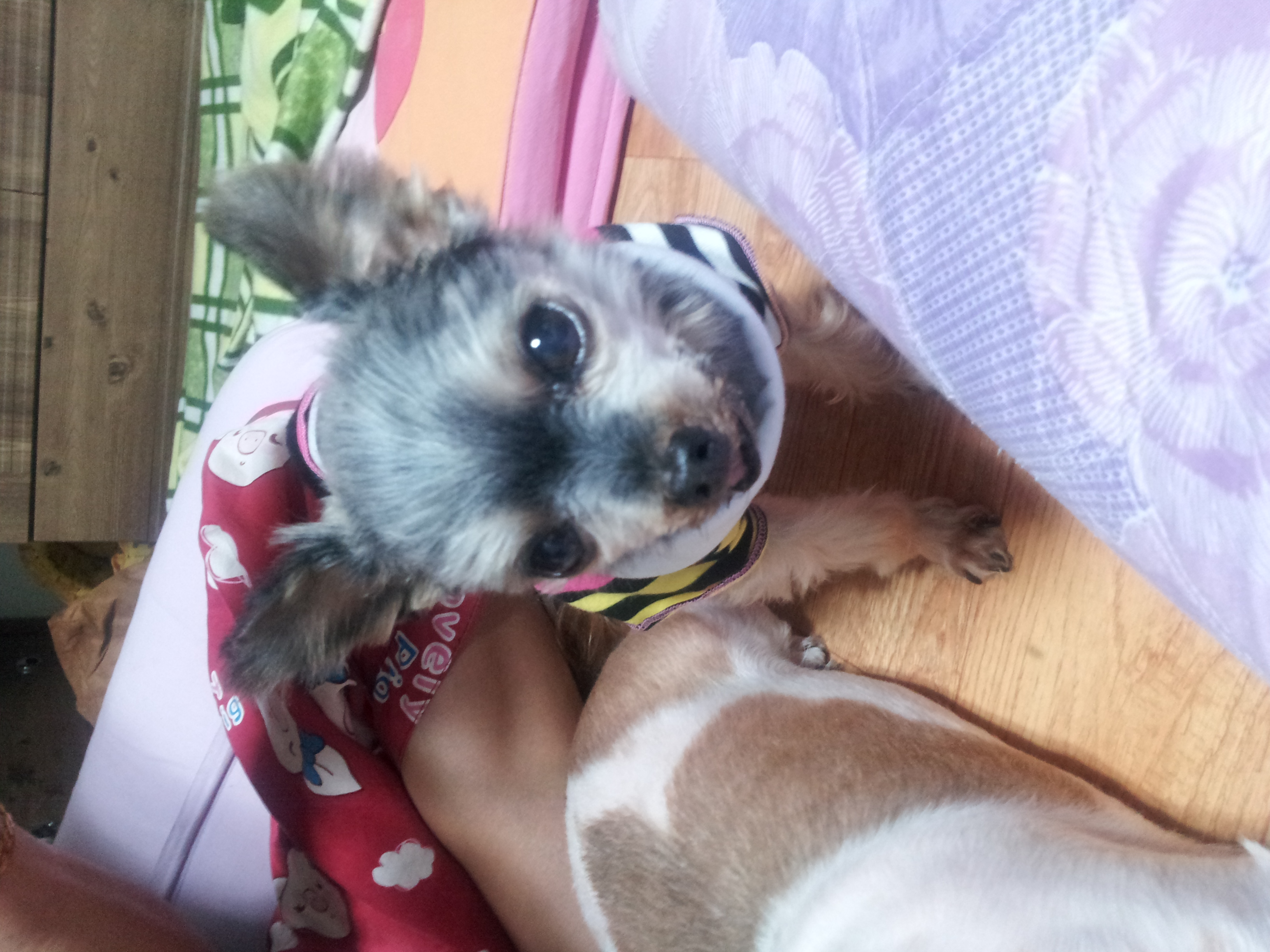 노원구 월계3동 사슴아파트1단지에서 잃어버린 요크셔테리어 찾습니다.