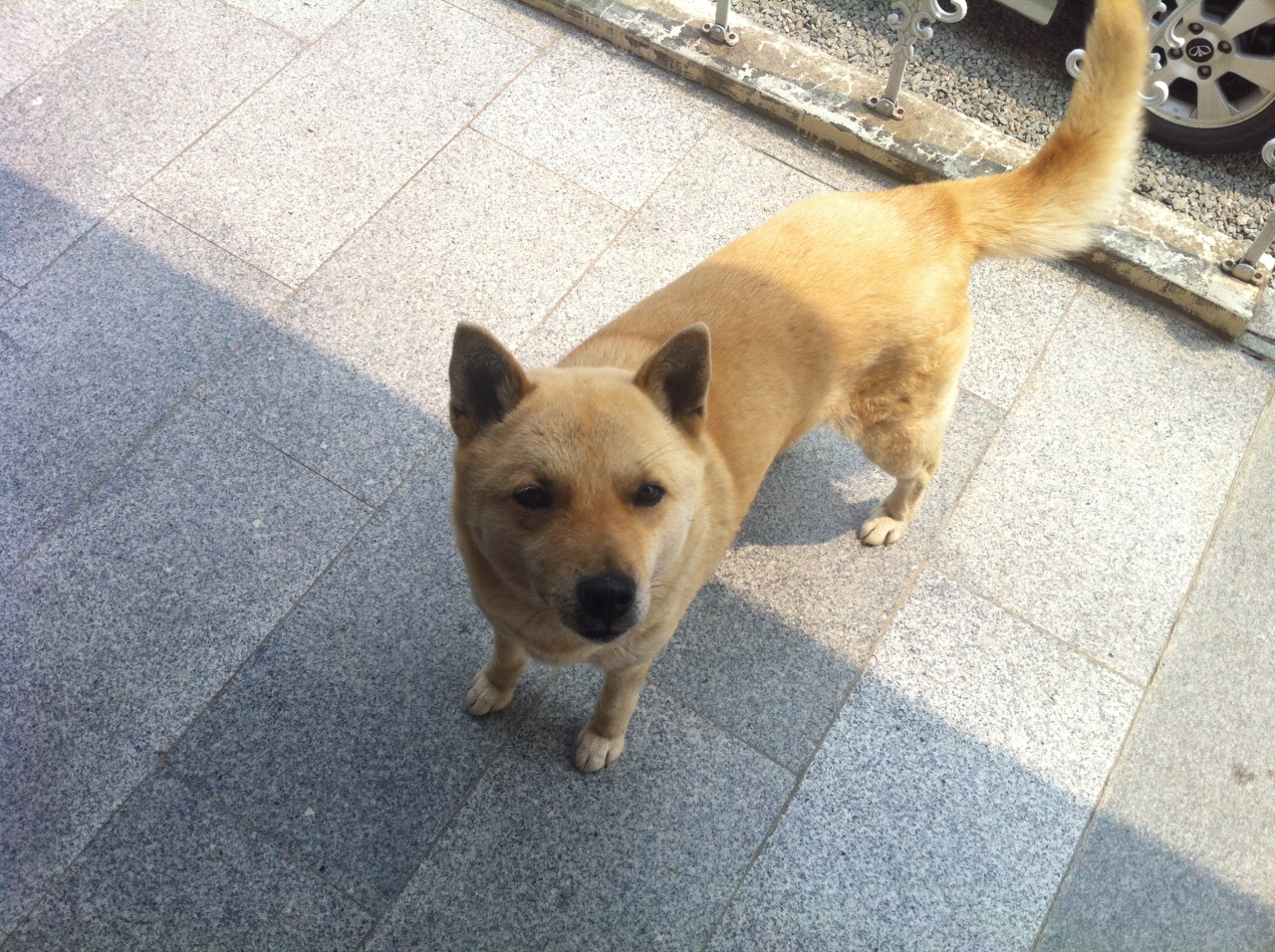 안성에서 잃어버린 우리 진돗개 진이를 애타게 찾습니다.